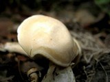 Clitocybe candida image