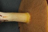 Suillus neoalbidipes image