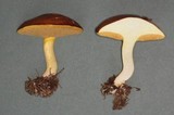 Suillus neoalbidipes image