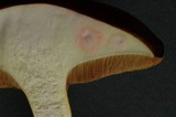 Suillus neoalbidipes image