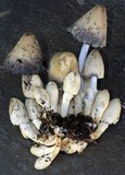 Coprinopsis variegata image