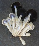Coprinopsis variegata image