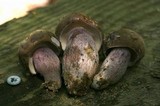 Tylopilus plumbeoviolaceus image