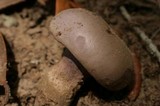 Tylopilus plumbeoviolaceus image
