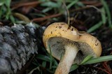 Phylloporopsis boletinoides image