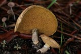 Suillus acidus image