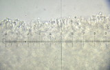 Rhodocybe popinalis image