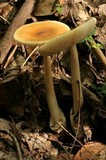 Amanita amerifulva image