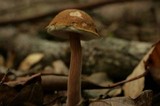 Austroboletus gracilis image