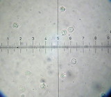 Rhodocybe popinalis image