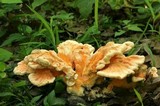Laetiporus cincinnatus image