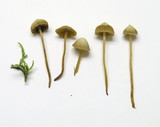 Galerina vittiformis image