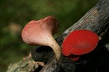 Sarcoscypha occidentalis image