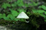 Mycena niveipes image