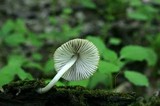 Mycena niveipes image