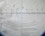 Spathularia flavida image