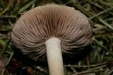 Agrocybe dura image