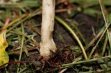 Agrocybe dura image