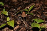 Parasola auricoma image