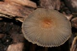Parasola auricoma image