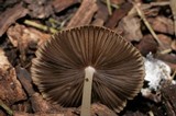 Parasola auricoma image