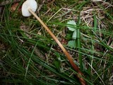 Oudemansiella melanotricha image