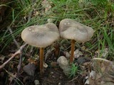 Xerula pudens image