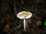 Xerula radicata image