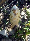Podaxis pistillaris image
