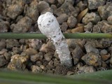Podaxis pistillaris image