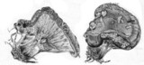 Paxillus involutus image