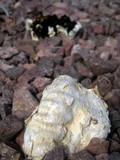 Agaricus texensis image