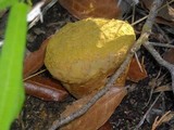 Calvatia rubroflava image