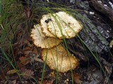 Neolentinus ponderosus image
