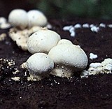 Lycogalopsis solmsii image