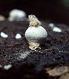 Lycogalopsis solmsii image