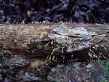 Calocera cornea image
