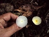 Leucocoprinus fragilissimus image