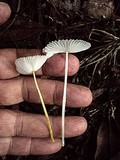 Leucocoprinus fragilissimus image