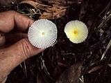 Leucocoprinus fragilissimus image