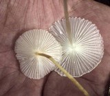 Leucocoprinus fragilissimus image