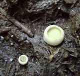 Ascobolus scatigenus image
