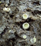 Ascobolus scatigenus image