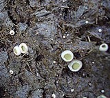 Ascobolus scatigenus image