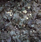 Ascobolus scatigenus image