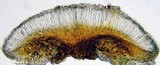 Lecidella asema image