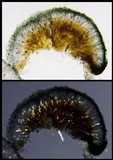 Lecidella carpathica image