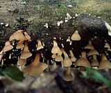 Dacryopinax elegans image