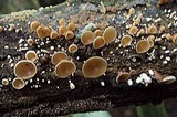 Dacryopinax elegans image