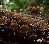 Dacryopinax elegans image
